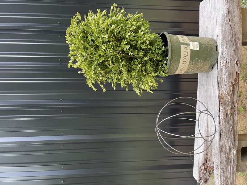 Boxwood Globe DIY Shaping Topiary